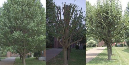 Professional tree trimming of Chipper Trees LLC in Cumming, GA