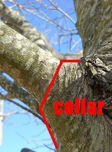 Collar pruning cut from Chipper Trees LLC