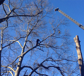 Tree Trimming Service of Chipper Trees LLC in Cumming,GA