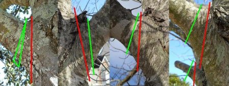 Sample cuts for pruning by Chipper Trees LLC