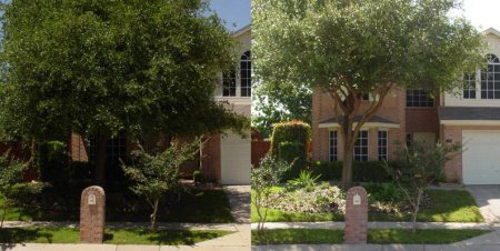 Before & After tree trimming and pruning by Chipper Trees LLC in Cumming, GA